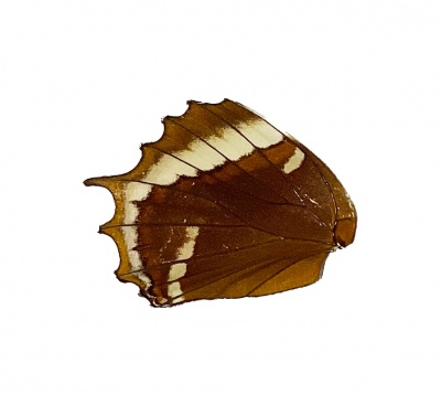 SIPROETA EPAPHUS Hind WING